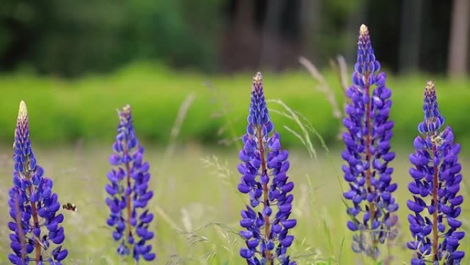 草地上野生蓝色羽扇形花头与一些昆虫的特写采集花粉。(羽扇藻)。春天开花。