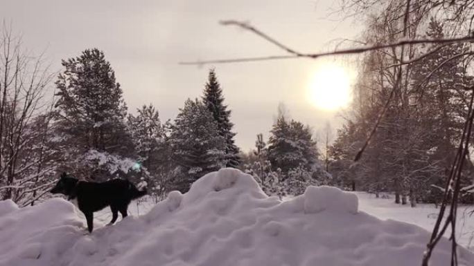日落时森林雪上的爱斯基摩犬。