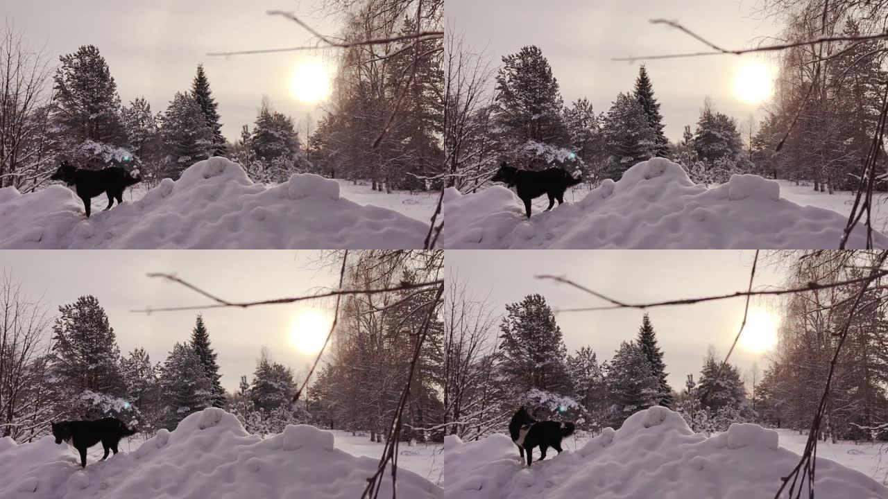 日落时森林雪上的爱斯基摩犬。