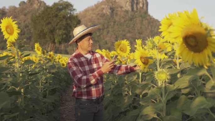 泰国华富里府自然花园公园户外农田里快乐农民男子检查向日葵作物的肖像。自然景观背景。