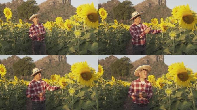 泰国华富里府自然花园公园户外农田里快乐农民男子检查向日葵作物的肖像。自然景观背景。