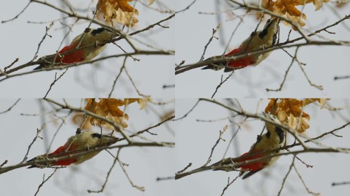 鸟-大斑啄木鸟 (Dendrocopos major) 坐在树枝上，在阳光明媚的秋天吃昆虫幼虫。