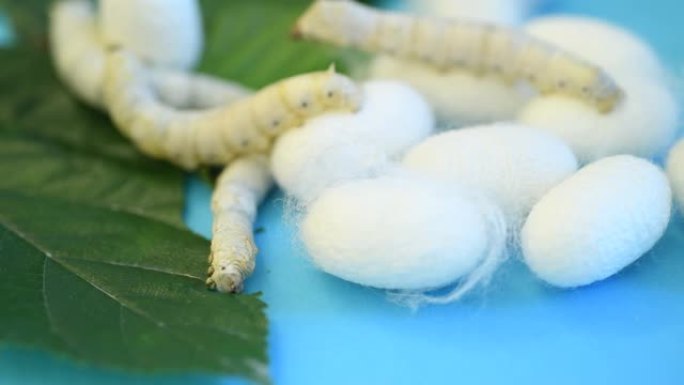 桑叶上的蚕和蚕cocoons