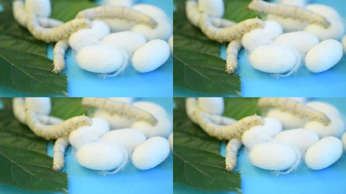 桑叶上的蚕和蚕cocoons