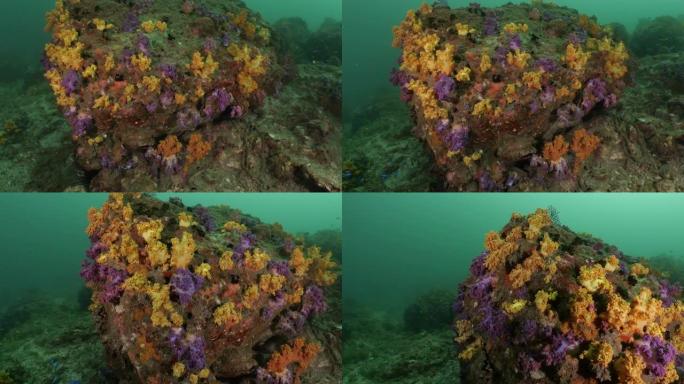 美丽多彩的马驹软珊瑚在台湾海底