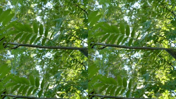 爱沙尼亚的山梨树飘动的绿叶