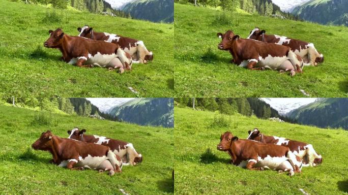 牧场上的奶牛农村牦牛黄牛水牛养殖奶牛