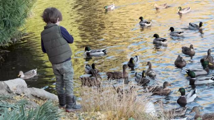 小男孩在湖边喂鸭子
