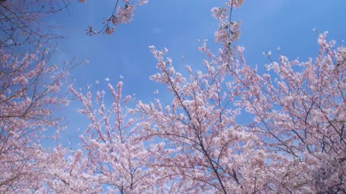 樱桃花唯美樱花自然风光