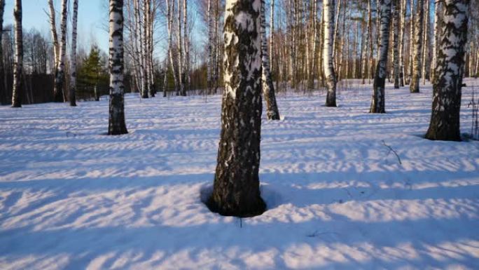 冬季森林中的晴天冰天雪地雪天雪景白雪皑皑