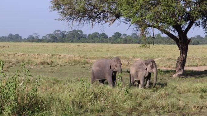 家养的印度大象在森林中被拴在腿上，在野外散步，奔跑和玩耍，背景是一群放牧草的鹿
