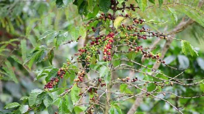 咖啡作物生长丰收农作物
