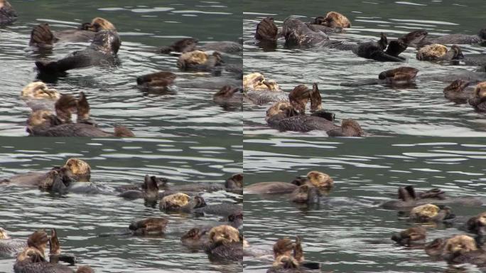 可爱的海獭在殖民地其他成员之间的水中滚动。野生动物行为，海獭殖民地。海獭是一种高度濒危的海洋哺乳动物