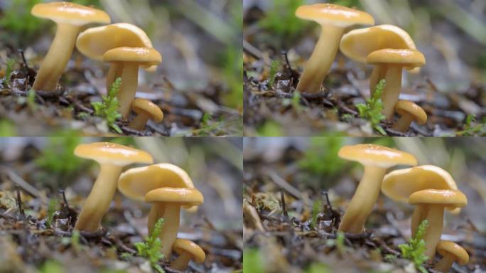 森林地面上的两个闪亮的棕色蘑菇