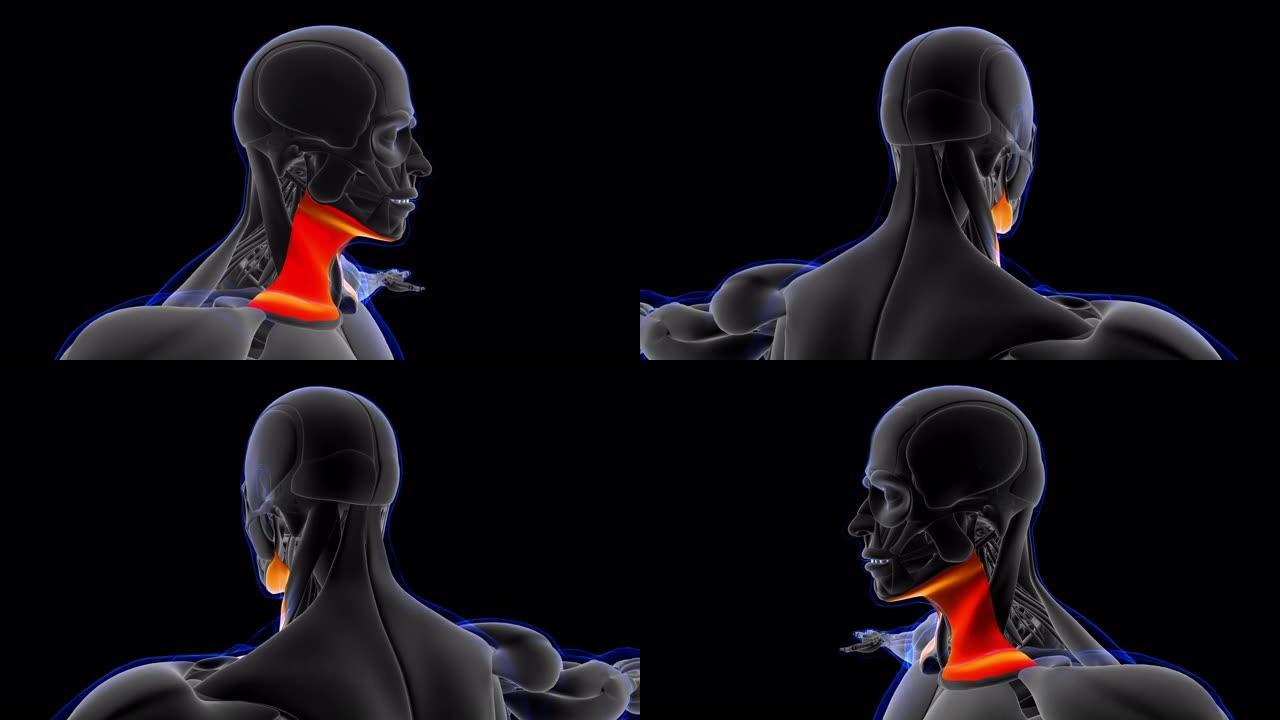 颈阔肌解剖医学概念3D