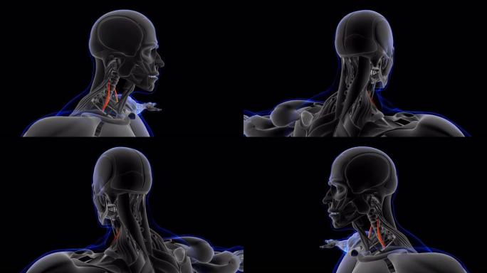 医学概念3D的斜角前肌解剖