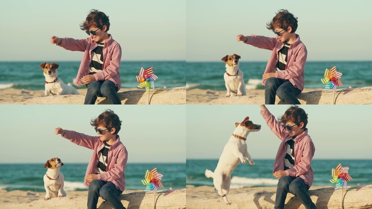 快乐男孩坐在海边的日志上，与他的犬种杰克·罗素·萨默 (Jack Russell summer) 进