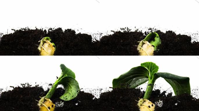 种子南瓜植物生根并从土壤中发芽序列芽进化延时