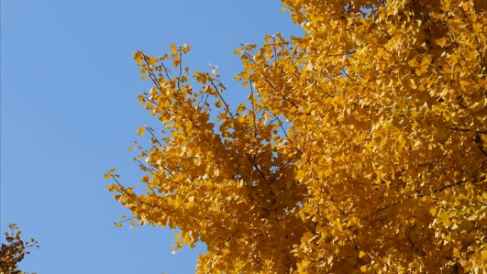 秋日银杏树的鲜黄色叶子，蓝天背景，4k放大镜头，实时b滚动拍摄。