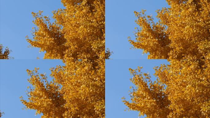 秋日银杏树的鲜黄色叶子，蓝天背景，4k放大镜头，实时b滚动拍摄。