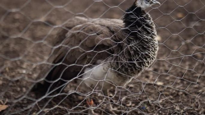 雄伟的棕色孔雀平静地站在农舍的篱笆后面