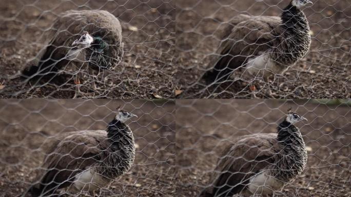 雄伟的棕色孔雀平静地站在农舍的篱笆后面