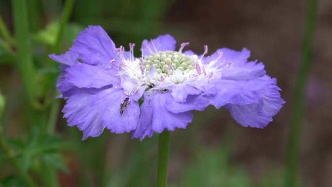 Scabious, Scabiosa