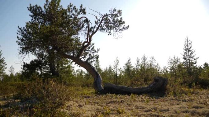 在针叶林中倒下但幸存的松树。它躺在地上。