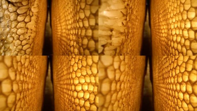 无盖蜂蜜梳子的宏观多莉镜头。垂直滑动相机沿着蜡梳移动。可能用于背景。Laowa探头透镜