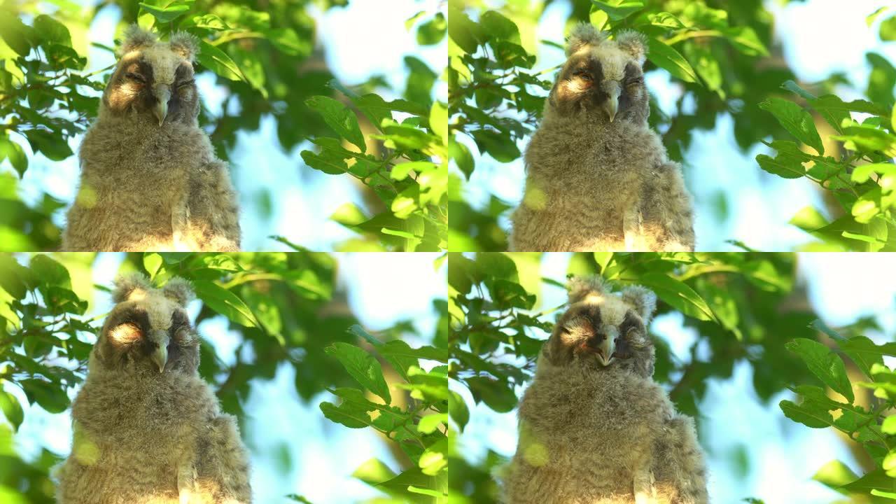 长耳猫头鹰 (Asio otus) 小鸡坐在树冠深处的密树枝上入睡的特写视频。自然栖息地背景下鸟类的