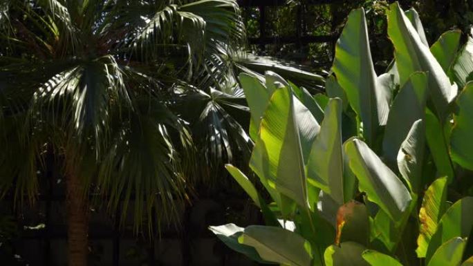 晴天巴厘岛丛林树木绿叶慢动作全景4k印度尼西亚