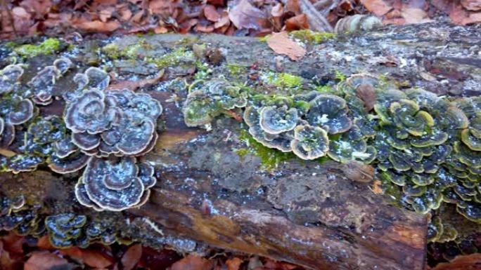 蘑菇trametes versicolor生长在倒下的树上。树上的霜冻和蘑菇，在冬季森林中拍摄。