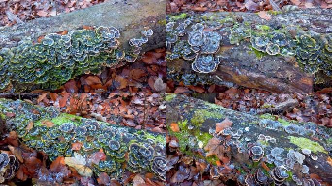 蘑菇trametes versicolor生长在倒下的树上。树上的霜冻和蘑菇，在冬季森林中拍摄。