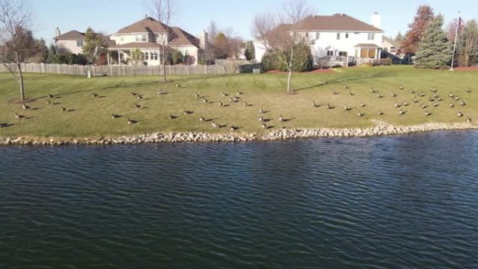 在池塘面上放松和游泳的加拿大鹅的俯视鸟瞰图。美国郊区社区。4K