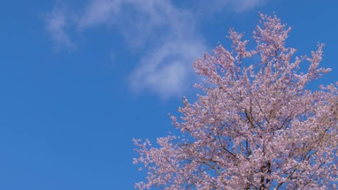 樱桃花樱桃花树