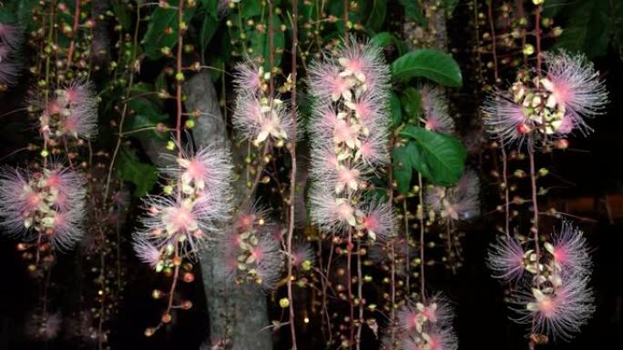 Barringtonia racemosa (L.) spleng。淡水红树林，玉米木，夜。4k。