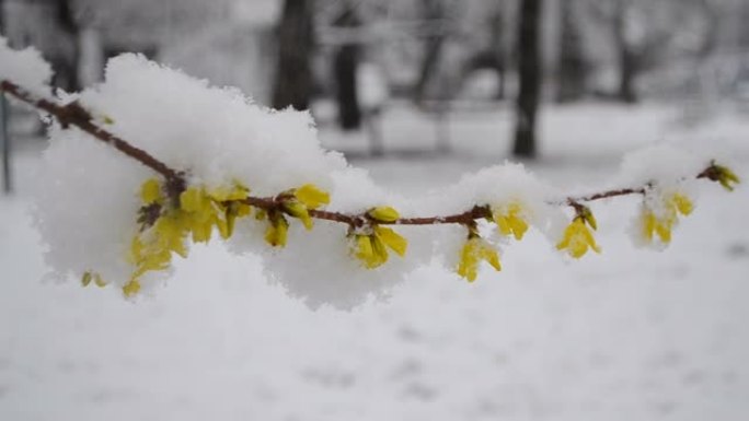 春季降雪期间，灌木丛上的黄色花朵被雪覆盖