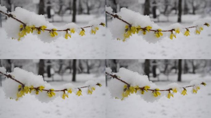 春季降雪期间，灌木丛上的黄色花朵被雪覆盖