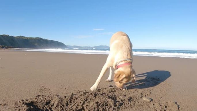 一个阳光明媚的夏日早晨，拉布拉多猎犬小狗在沙滩上玩耍