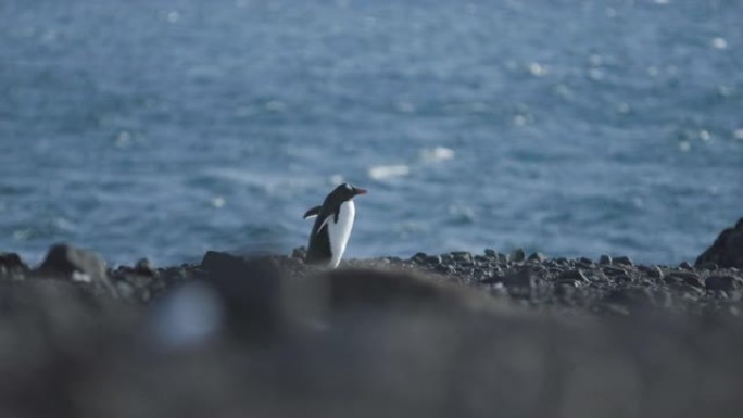南极洲-岸边行走的Gentoo企鹅 (Pygoscelis Papua)