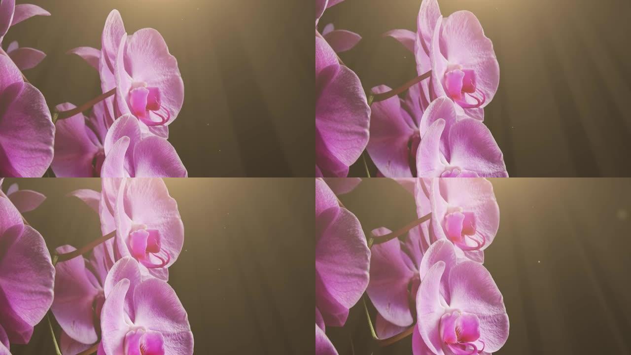 黑色背景上美丽兰花的特写。阳光和漂浮粒子的动画。从上到下倾斜镜头。主题在左边。