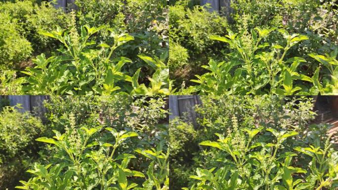 “kaphrao” 泰国罗勒或甜罗勒 (学名Ocimum basilicum)，泰国柠檬罗勒植物的锅