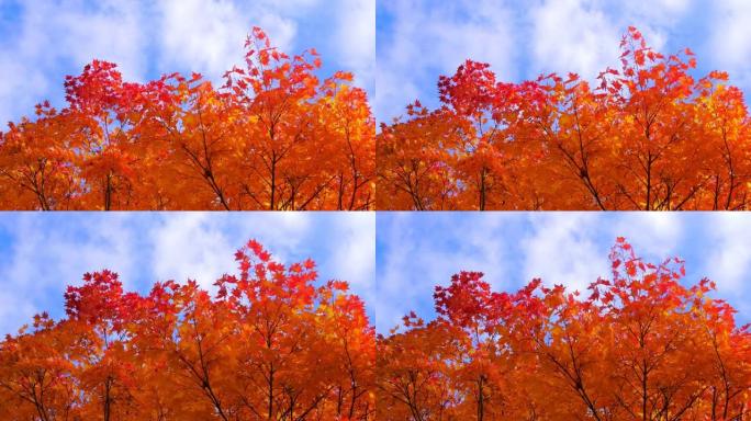 秋天的颜色红叶秋色秋景