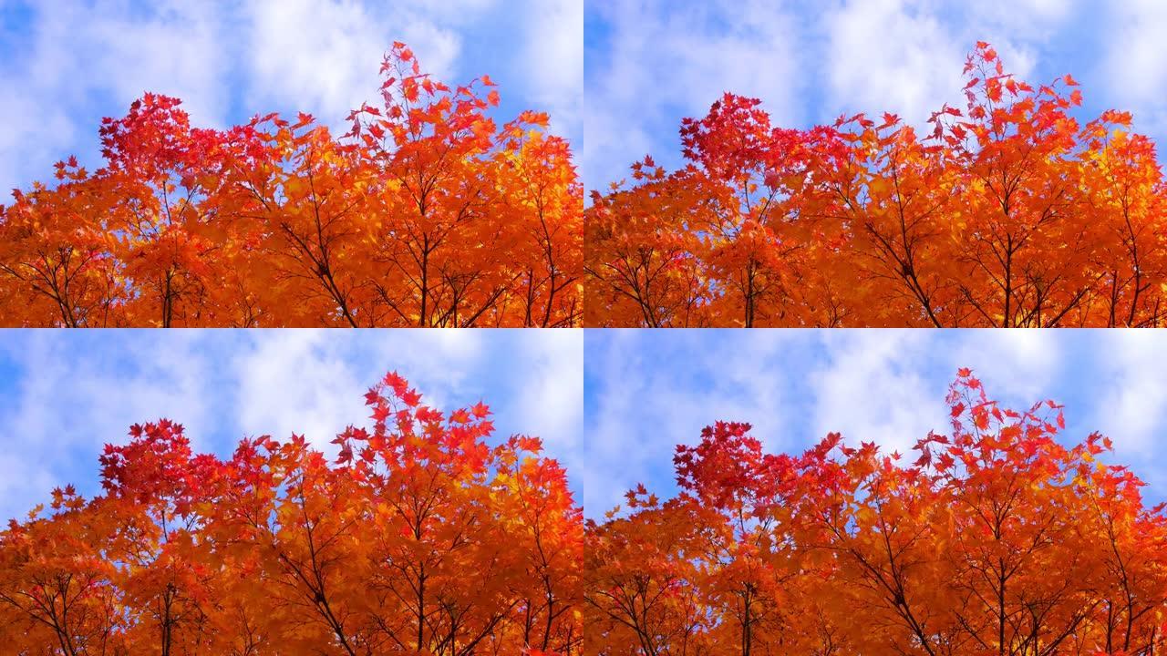 秋天的颜色红叶秋色秋景