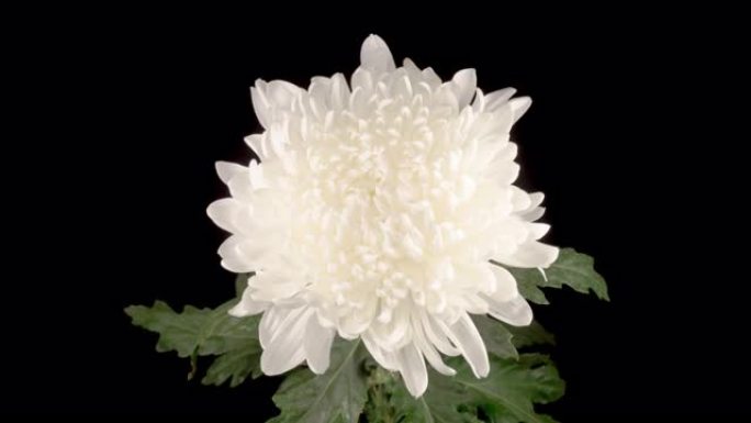 美丽的白菊花开清明节怀念纪念扫墓