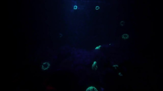 海洋生物发光，背景黑暗