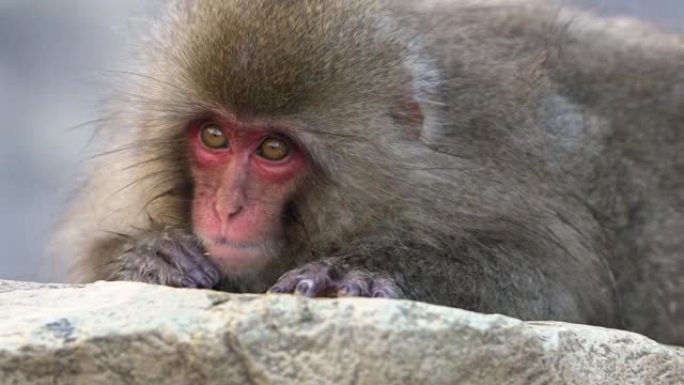 慢动作雪猴日本猕猴红脸肖像在岩石上吃东西