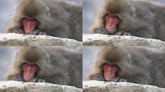 慢动作雪猴日本猕猴红脸肖像在岩石上吃东西