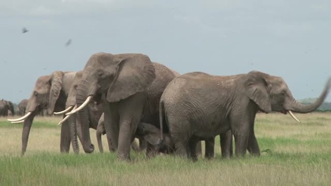 一群母象围着一位新妈妈喂婴儿跑了一圈