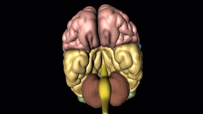 从下方看旋转的大脑，小脑和延髓